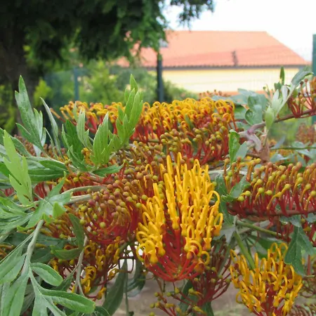 Quinta Sobral Prestige - Rustic House *