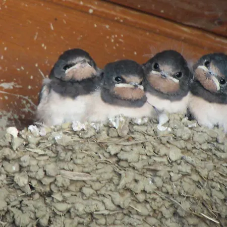 Дом отдыха Quinta Sobral Prestige - Rustic House Собрал-ди-Монти-Аграсу