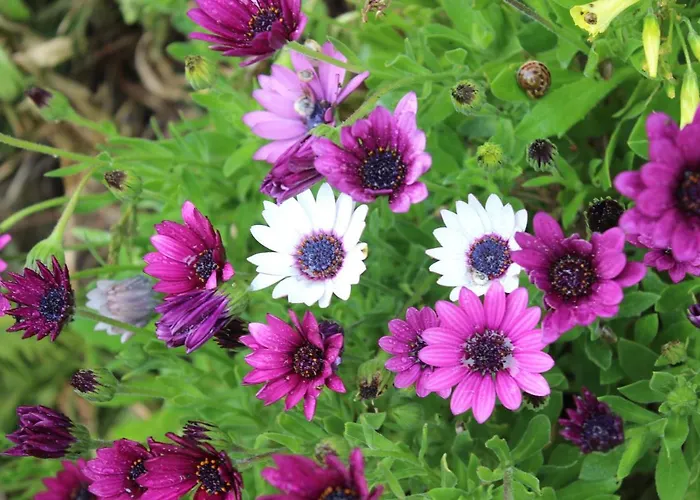 Quinta Sobral Prestige - Rustic House * Sobral de Monte Agraço