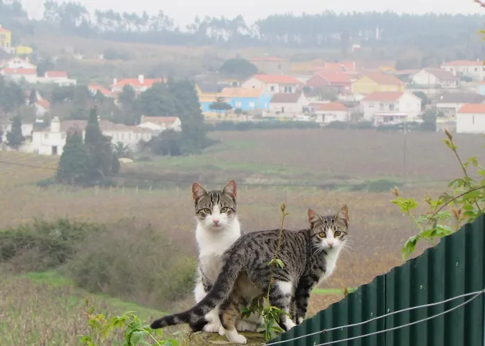 Quinta Sobral Prestige - Rustic House *