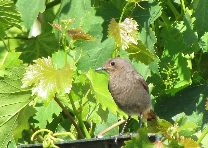 Quinta Sobral Prestige - Rustic House * Sobral de Monte Agraço