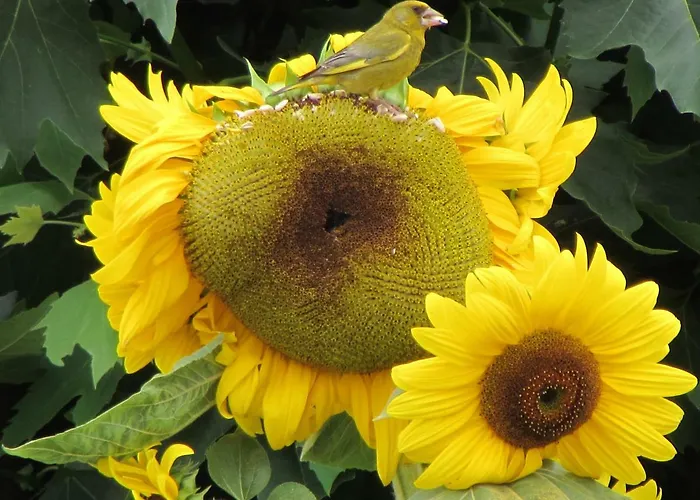 Сasa de vacaciones Quinta Sobral Prestige - Rustic House