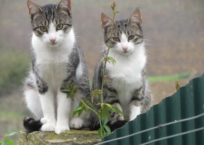 Quinta Sobral Prestige - Rustic House * Sobral de Monte Agraço