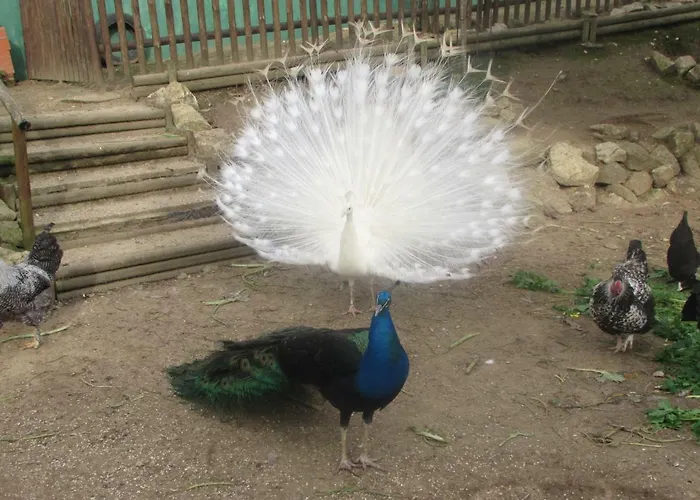 Quinta Sobral Prestige - Rustic House *