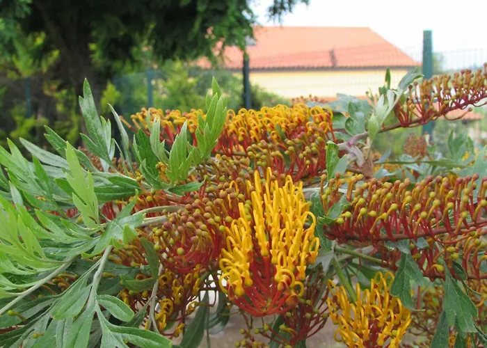 Quinta Sobral Prestige - Rustic House *