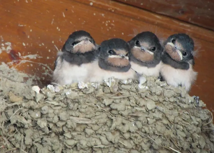 Сasa de vacaciones Quinta Sobral Prestige - Rustic House Sobral de Monte Agraço